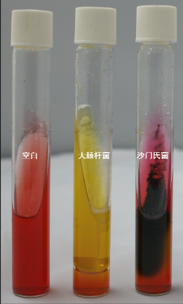 VRBA內(nèi)的紅色小菌落，有可能是沙門(mén)氏菌？