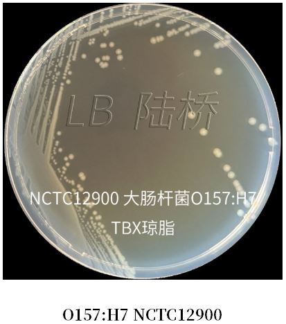GB 4789.38-2025《食品安全國家標(biāo)準(zhǔn) 食品微生物學(xué)檢驗(yàn) 大腸埃希氏菌計(jì)數(shù)》解讀 GB 4789.38-2025《食品安全國家標(biāo)準(zhǔn) 食品微生物學(xué)檢驗(yàn) 大腸埃希氏菌計(jì)數(shù)》解讀